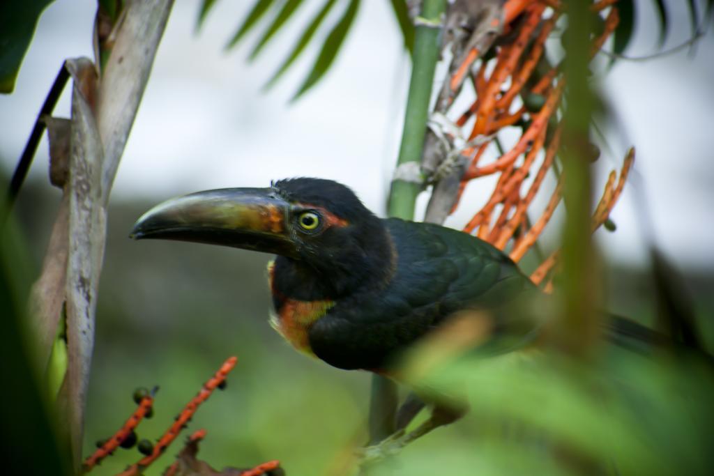 Hotel Jaguar Inn Tikal Eksteriør bilde