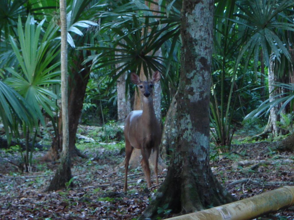 Hotel Jaguar Inn Tikal Eksteriør bilde