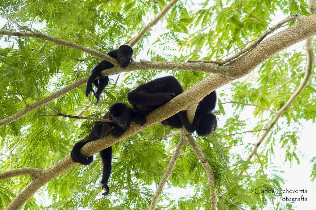 Hotel Jaguar Inn Tikal Eksteriør bilde