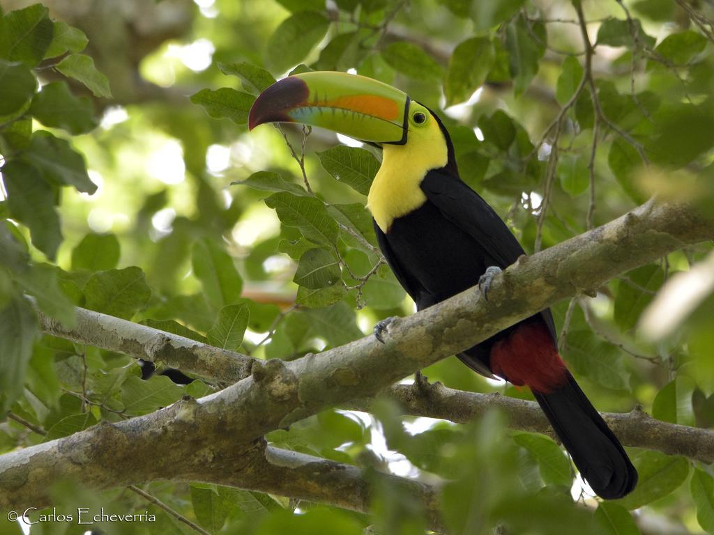 Hotel Jaguar Inn Tikal Eksteriør bilde